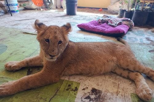 Video: Rescatan a leoncita escondida entre arbustos en Ixtapaluca; parecía maltratada